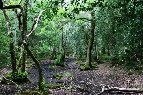Bosque dentro do Parque Nacional de Killarney